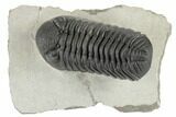 Very Nice, Large, Morocops Trilobite - Excellent Eyes #197134-2